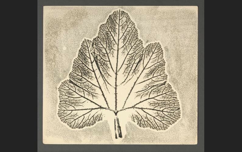 Дмитрий Плавинский. Книга Трав. 1963