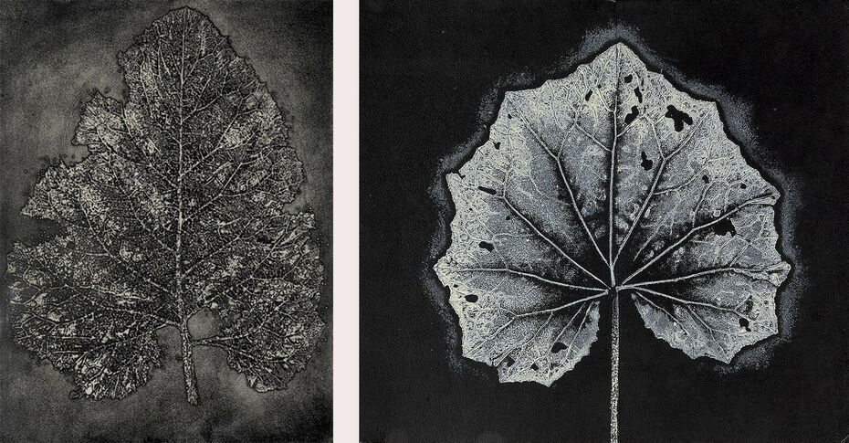 Дмитрий Плавинский. Книга Трав