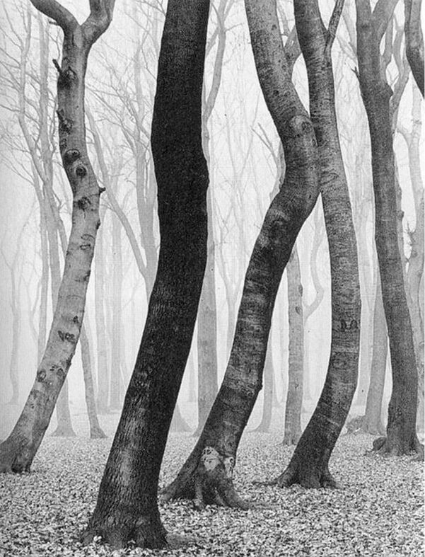 Альберт Ренгер-Патч. Буковый лес осенью